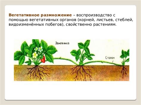 Размножение и воспроизводство