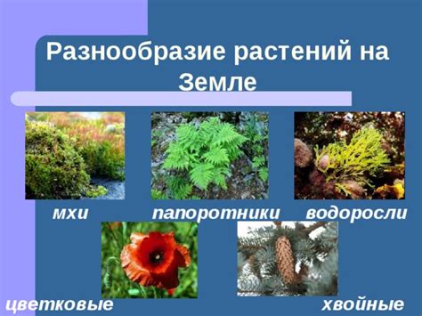 Разнообразие растений