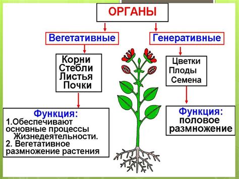 Разнообразные методы вегетативного размножения