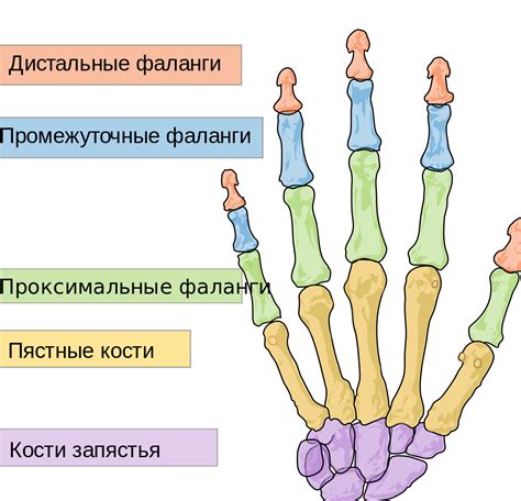Разрушение фаланги пальца из-за патологического процесса
