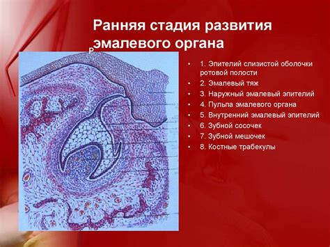 Ранняя стадия развития ушей и их поддержание в вертикальном положении