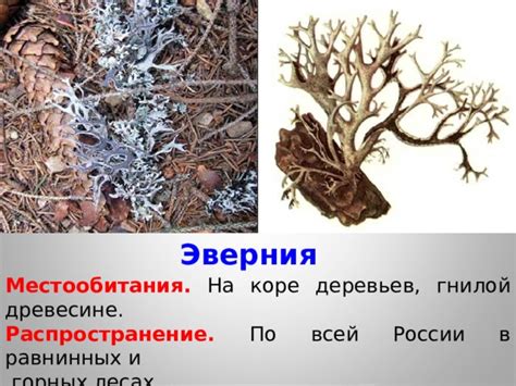 Распространение и местообитания подосиновика