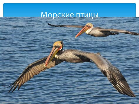 Распространение отравляющей пищи: роль водных птиц в экосистеме