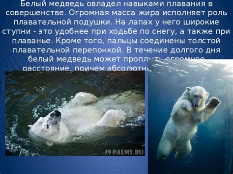 Расстояние, которое может проплыть медведь без остановки
