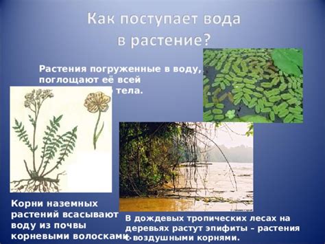 Растения поглощают воду через корни