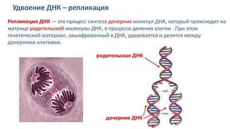 Реализация наследственной информации