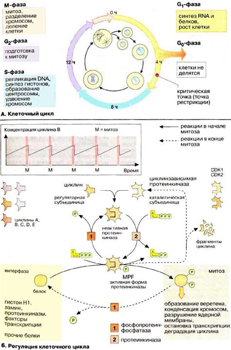 Регулирование клеточного цикла