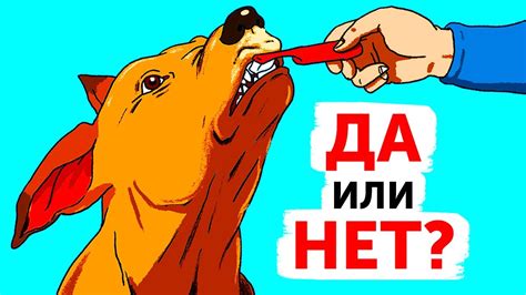 Рекомендации для владельцев собак на случай поездки в магазин