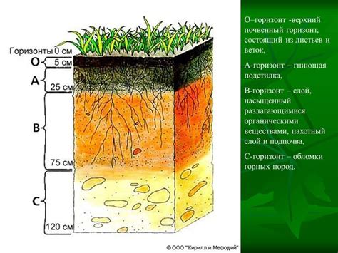Рисунок почвы