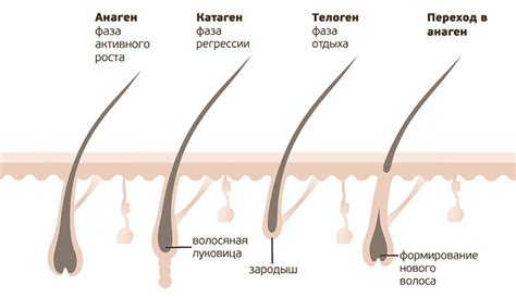 Роль активности волосяных фолликулов в росте волос на боках