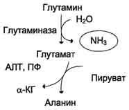 Роль аммиака в организме