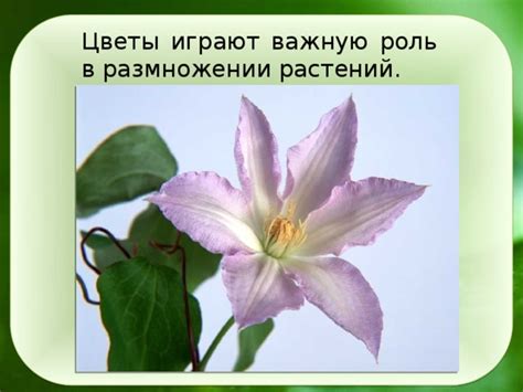 Роль ветрораспространения в размножении растений