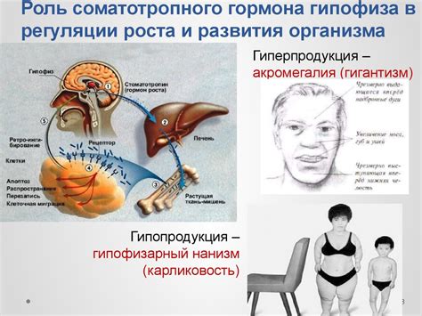 Роль гормонов в регуляции аппетита