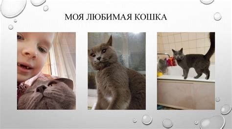 Роль кошки в жизни мышки
