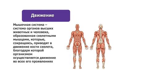 Роль крови и мышц в окраске свинины