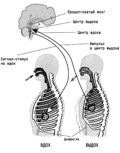 Роль молокосодержащей диеты в дыхательной системе
