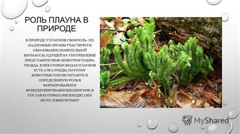Роль охраняемых плаунов в биоразнообразии
