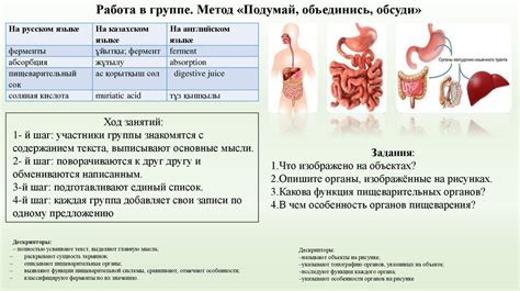 Роль специфической микрофлоры в пищеварении собак