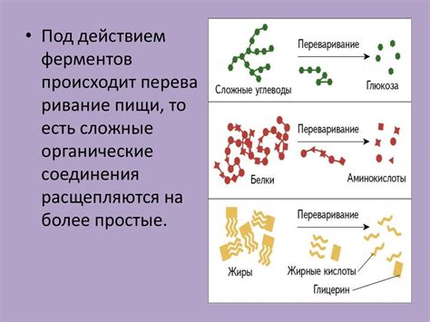 Роль ферментов в процессе зеленения