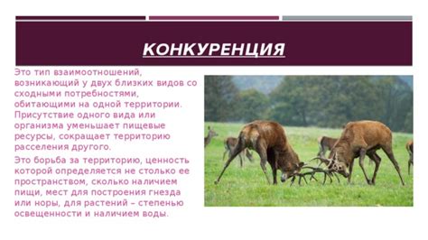 Рыба и конкуренция за территорию