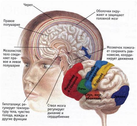 Связь с функцией мозга