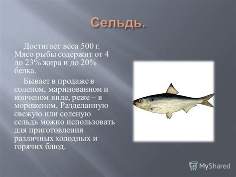 Сельдь содержит мало жира