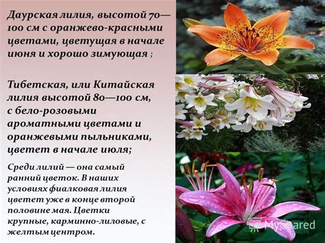 Символика лилии