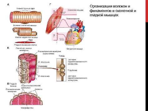 Слабая мускулатура и гиподинамия