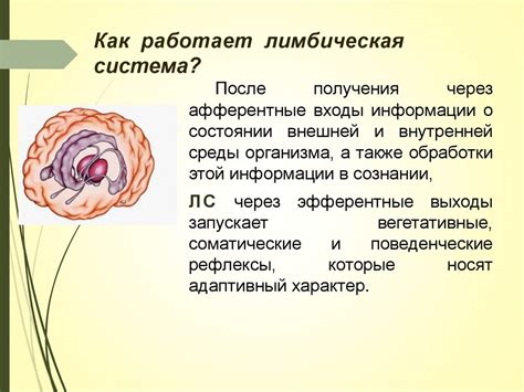 Специфика работы лимбической системы