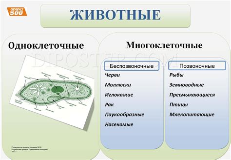 Сравнение с многоклеточными организмами
