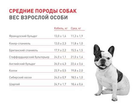 Средний вес щенка риджбека в 3 месяца