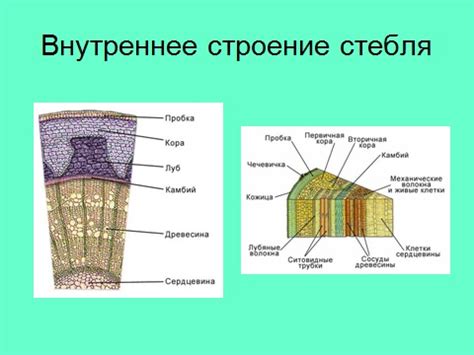 Стебель: как микропрепараты помогают изучать строение стеблей