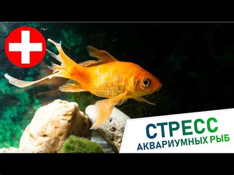 Стресс у рыб