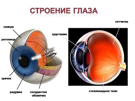 Строение глаз у травоядных: