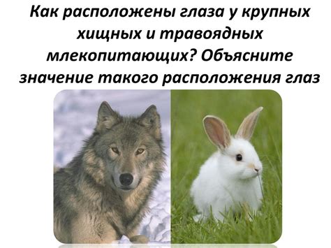 Строение глаз у хищников и травоядных