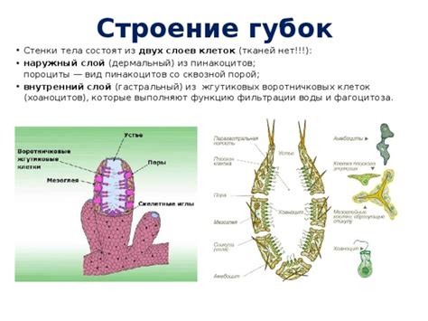 Строение губок и его влияние на образ жизни