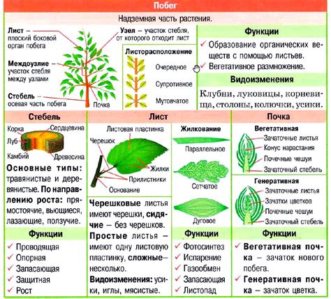 Структура и функции стебля