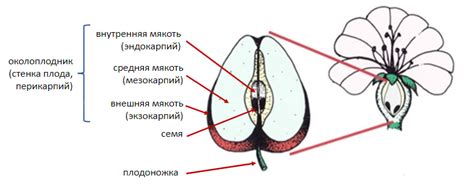 Структура плодов