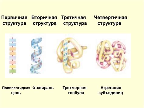 Структура слова "белка"