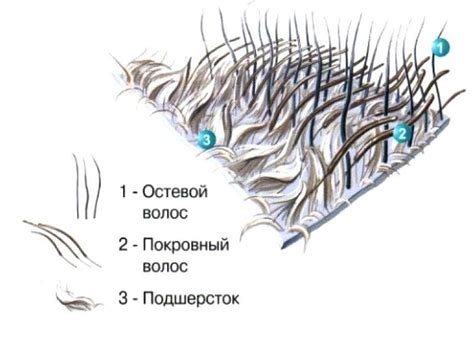Структура шерсти