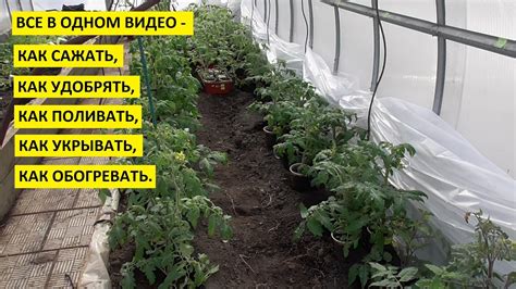 Сходства между томатами и картофелем