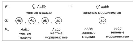 Типы гамет