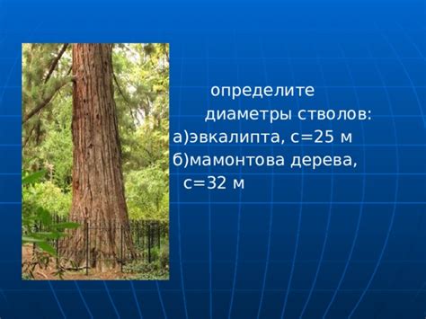 Точность определения возраста дуба по обхвату ствола