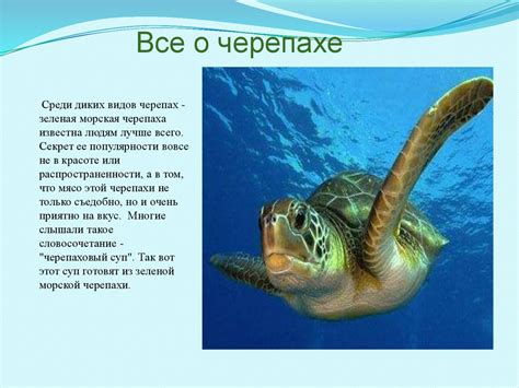 Угрозы для зеленой морской черепахи