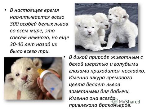 Угрозы и опасности для белых львов