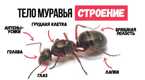 Удивительная анатомия муравьев