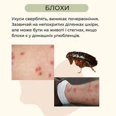 Укус за ухо и проявление заботы