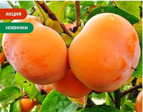 Уникальные сорта и их стоимость