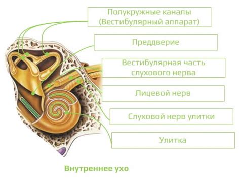 Ухо как объект страсти