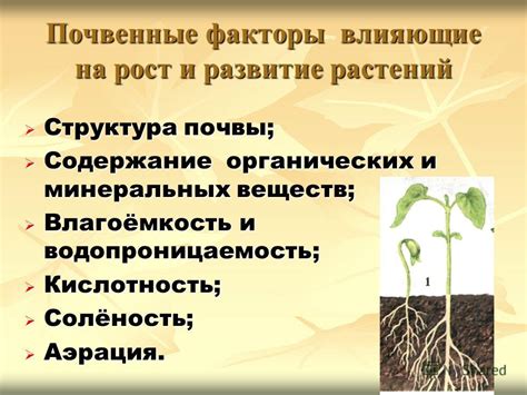 Факторы, влияющие на рост и развитие крапивы